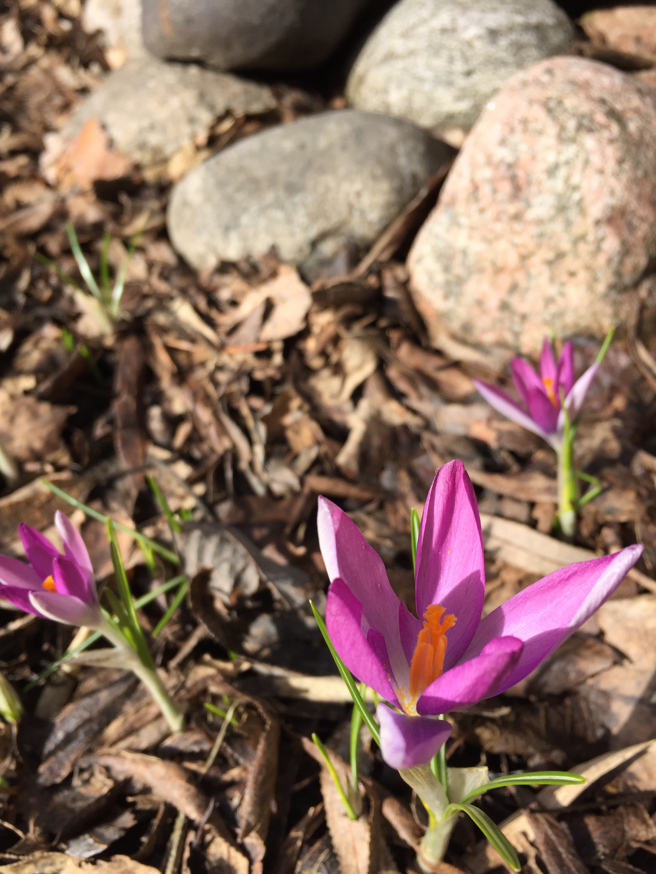 Krokus, Tommasinisnus roseus