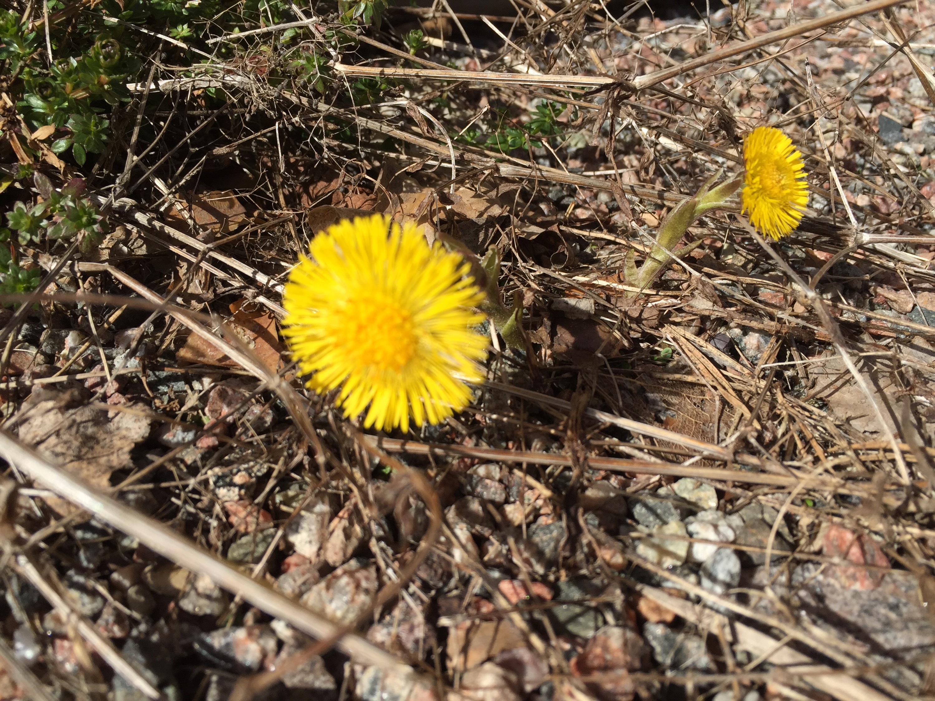 Vårtecken - tussilago