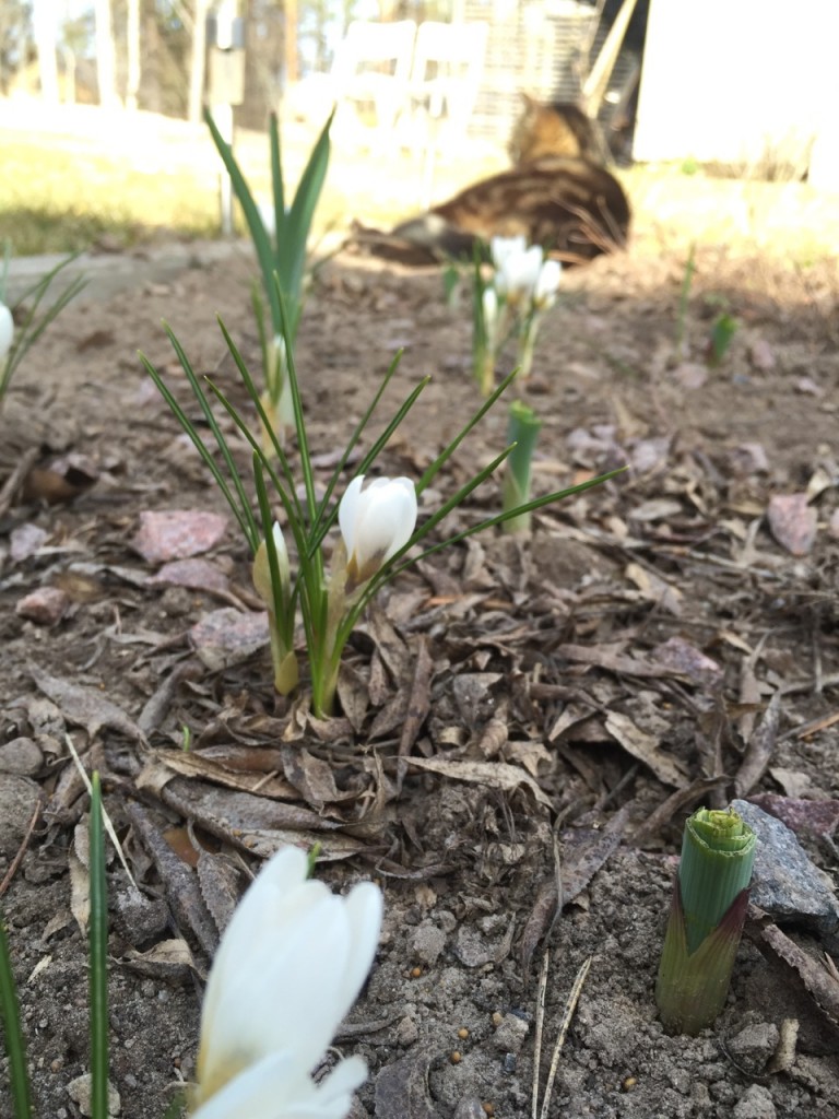 Krokus och stubbade lökar av rådjur.