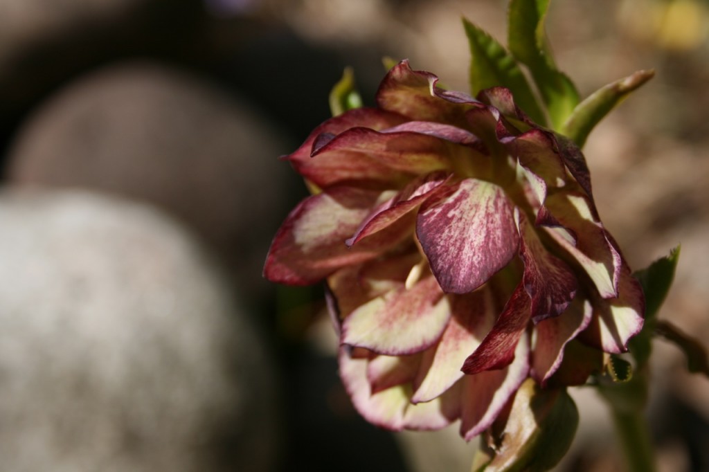 Julros Helleborus x hybridus 