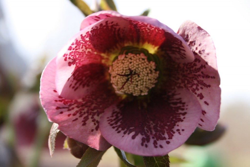 Julros Helleborus x hybridus 